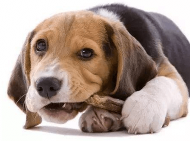 狗狗吃什么补钙? 选对食物和方法很重要