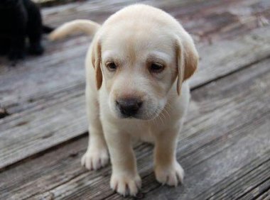 狗狗吃什么好?好吃还不贵的食物