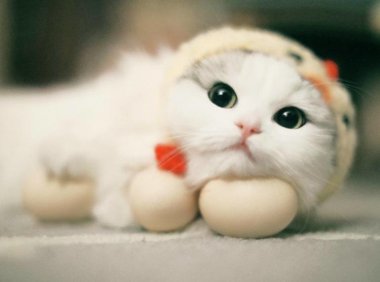 猫咪离家出走前的征兆,看完有点心疼