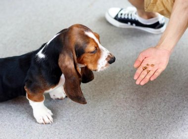 巴吉度犬吃什么?其实他们并不挑食