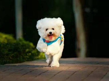 贵宾犬乱咬东西怎么办？从日常的训练着手