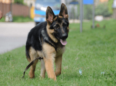 德国牧羊犬咬主人吗？别怀疑它们的忠诚度