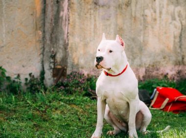 阿根廷杜高犬咬人吗,锋利的牙齿不代表要咬人