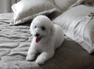 比熊犬有几种颜色？常见的就是白色