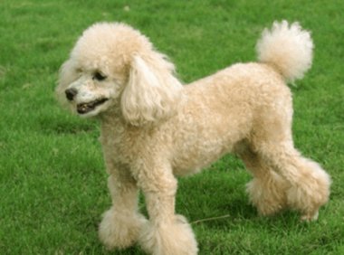 贵宾犬颜色哪个最好看?这个还是在于自己的喜爱