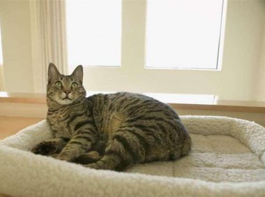 猫肠胃炎吃什么药？有哪些治疗方式