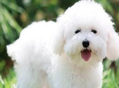 比熊犬如何喂养?看看老手如何说