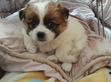 幼犬不吃狗粮怎么办?先找原因再想办法