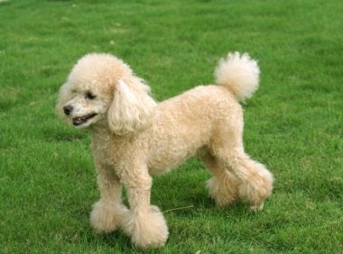 贵宾犬能吃骨头吗?现实中我们要这样做