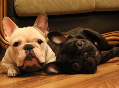 波士顿梗和法斗哪个贵?果真是一分钱一分货啊