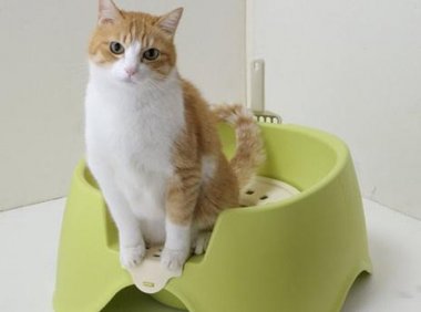 猫咪便秘怎么办？首先就的找出原因