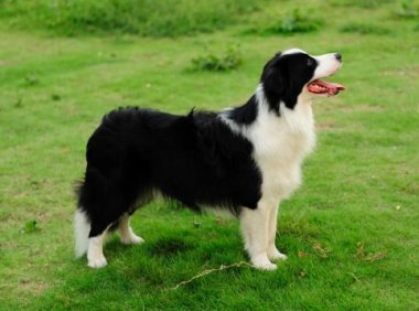 边境牧羊犬有多聪明?犬类智商排第一不是开玩笑的