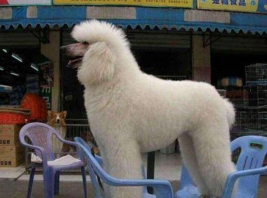 贵宾犬会看家吗?取决于主人的训练