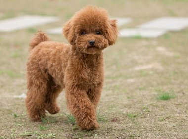 怎么训练泰迪犬?训练方法三步走