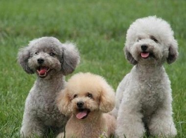 贵宾犬掉毛厉害吗?日常的护理很重要