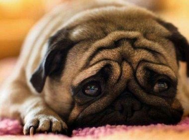 巴哥跟沙皮狗的区别,不仔细看真分不出