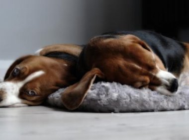 比格犬性格，资深养狗人的分析