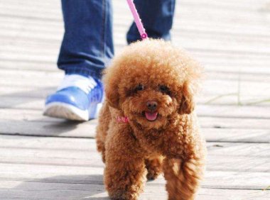 泰迪狗的禁忌，这些你有没有犯过?