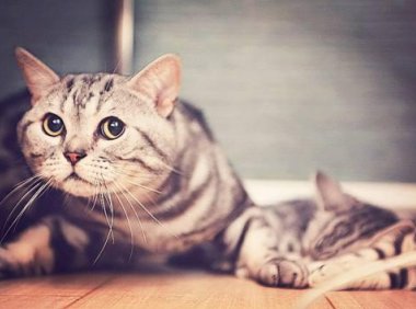 想开宠物店需要学什么?有几点一定要搞清楚