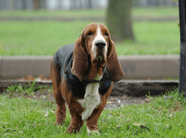 狗狗得了犬瘟热怎么办,这个要分轻重缓急来决定