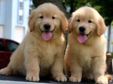 怎么训练小金毛犬？这些方法成为优秀“铲屎官”