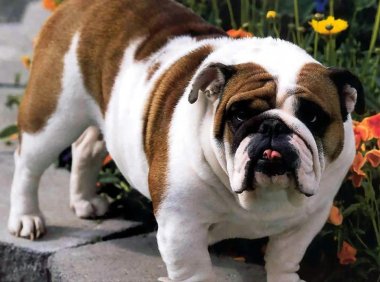 不养英国斗牛犬的理由,第一条就够你受的