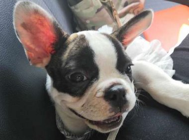 法国斗牛犬能活多久,陪伴多久还得靠你。