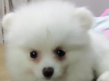 博美不吃狗粮可以吗?当然是不可以的