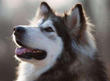 阿拉斯加犬自制狗粮,勤快好学的铲屎官狗子都爱