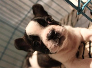 法国斗牛犬凶吗?看着凶不代表真凶