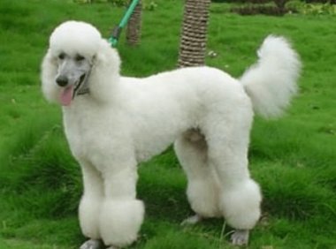 贵宾犬吃了巧克力怎么办？建议及时送医治疗