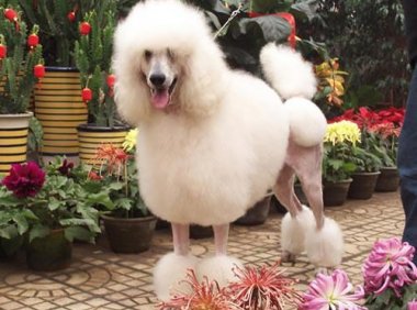 贵宾犬每只都可站立行走吗?需要这些方面的训练