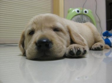 寻回犬怎么训练?简单的办法你得了解
