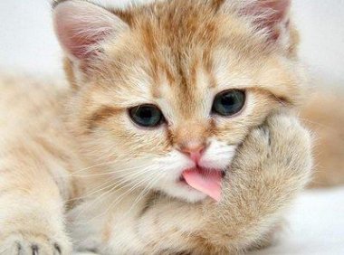 猫为什么要做绝育?看完这些自然就懂了