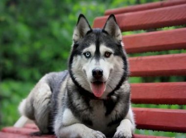 哈士奇为什么这么二?有趣的灵魂万里挑一