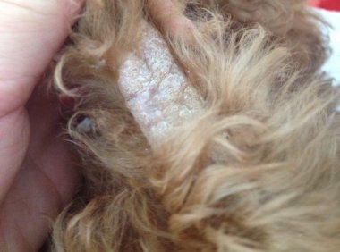 泰迪得了皮肤病怎么办?对症下药才会彻底