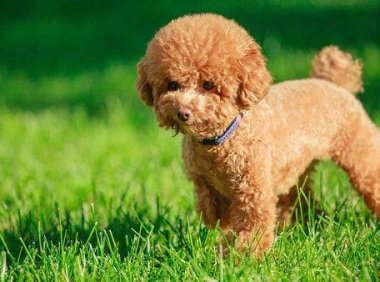 泰迪不吃狗粮怎么办？来看看解决方法