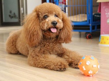 泰迪发情怎么办,关心爱护请先行