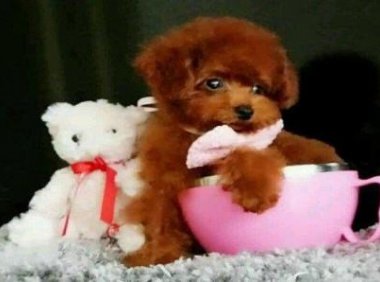 泰迪茶杯犬能活多久？体型大小决定了它们的寿命