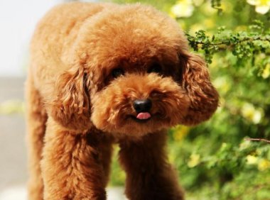 狗瘟多久能过危险期？不明白的看过来