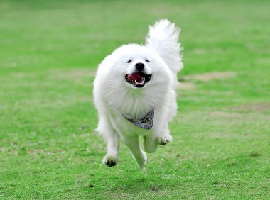 萨摩耶可以吃米饭吗？不可光吃米饭