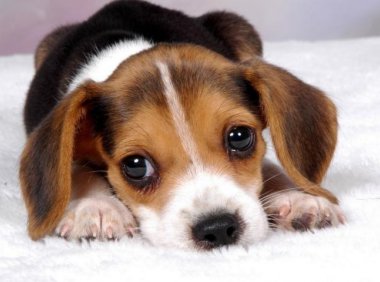 狗可以吃梨吗？还不太清楚看一看