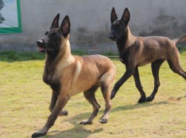 怎样挑选马犬幼犬?看这几点符合标准吗