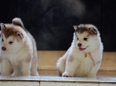 如何养好阿拉斯加?要用对方法