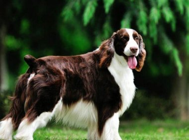 史宾格犬拆家吗?这种事就取决于你的驯化了