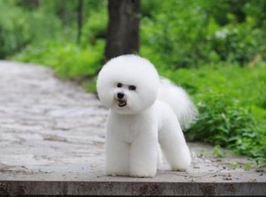 怎样训练比熊犬？这些方法让它们更听话