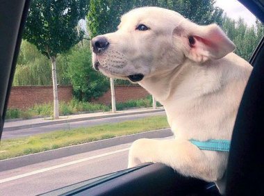 拉布拉多几个月长成型?正常情况是这样的