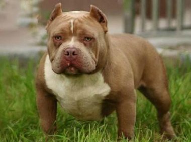 恶霸犬咬人吗?看着样子还是防着点