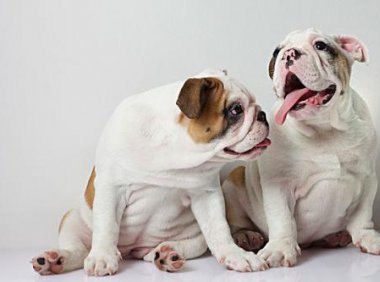 英国斗牛犬的缺点,喜欢的人会包容这些缺点的