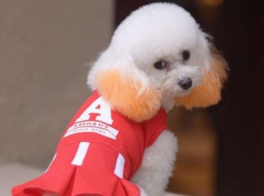 泰迪多大算成犬，这里有个大概的标准的